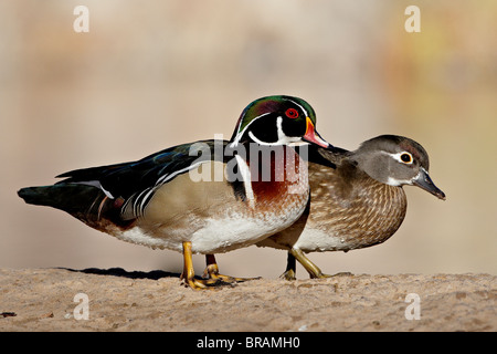 Le Canard branchu (Aix sponsa) paire, Rio Grande Zoo, Parc Biologique d'Albuquerque, Albuquerque, New Mexico, United States of America Banque D'Images