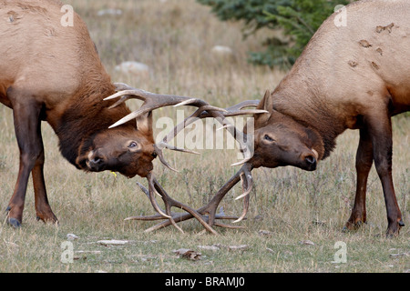 Deux bull le wapiti (Cervus canadensis) combats, Jasper National Park, Alberta, Canada, Amérique du Nord Banque D'Images