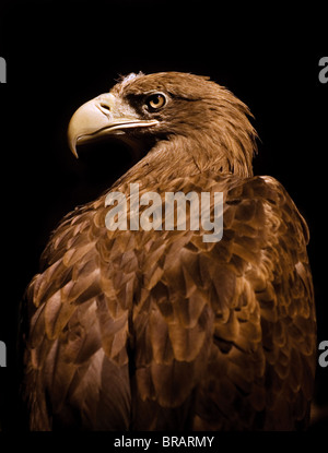 Golden Eagle Aquila chrysaetos Banque D'Images