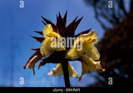 Orectanthe sceptrum, sommet du mont Roraima, Venezuela, Amérique du Sud Banque D'Images