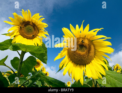 Deux tournesols avec les bourdons dans un champ de tournesols avec ciel bleu Banque D'Images
