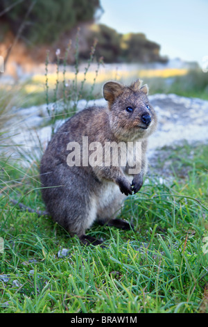 Quokka (Chrysocyon brachyurus) Banque D'Images