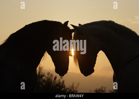 Deux chevaux espagnol Pure - portrait Banque D'Images
