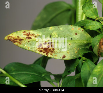 La rouille (Puccinia antirrhini Antirrhinum) pustules sur le dessous des feuilles Banque D'Images