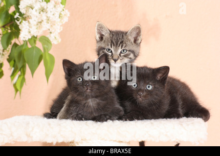 Trois chatons sur un lit de chat Banque D'Images