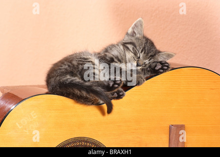 Tabby kitten - dormir sur une guitare Banque D'Images