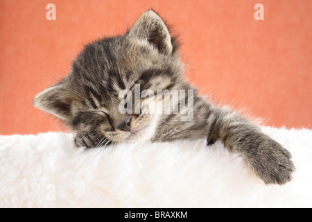 Tabby kitten - dormir sur un masquer Banque D'Images