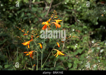 Crocosmia masoniorum plante de jardin fleur orange Banque D'Images