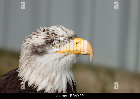 Oiseaux de proie Banque D'Images