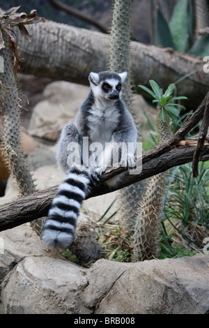 Lémurien Ringtailed assis sur une branche avec une plantes du désert et les rochers en arrière-plan. Banque D'Images