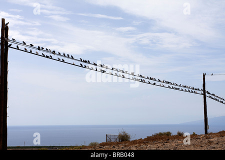 Pigeons sur une ligne de télégraphe près de Armenime dans Tenerife Espagne Europe Banque D'Images