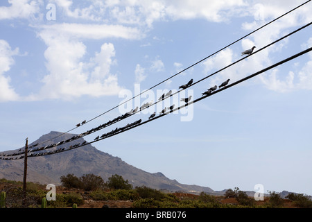 Pigeons sur une ligne de télégraphe près de Armenime dans Tenerife Espagne Europe Banque D'Images