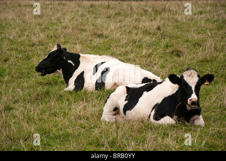 Paire de vaches en noir et blanc de la CUD à mâcher Banque D'Images