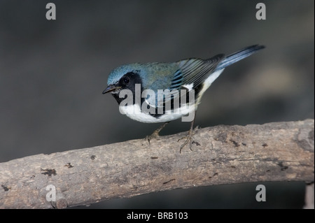 Mâle adulte, la paruline bleue à gorge noire en plumage nuptial perché sur une branche Banque D'Images