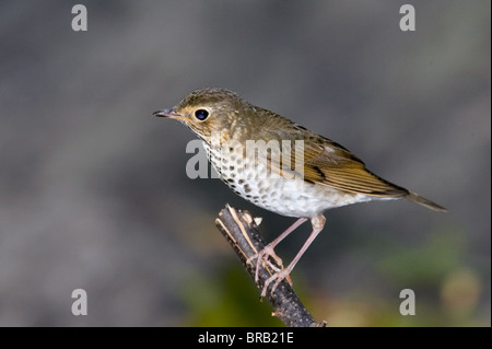 Grive solitaire perché sur une branche Banque D'Images