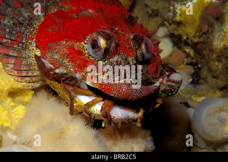 Irlandais rouge, Seigneur Hemilepidotus hemilepidotus, se nourrit d'un crabe, la Colombie-Britannique, l'Océan Pacifique Banque D'Images