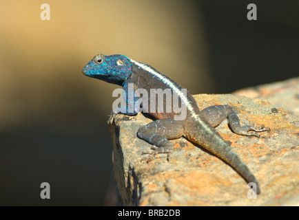 Agama agama Lizard Rock atra Cape Afrique du Nord du Namaqualand Banque D'Images