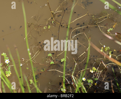 Un étang avec des têtards, la filiale d'un stade larvaire aquatique dans le cycle de vie d'un amphibien, en particulier d'une grenouille ou crapaud. Banque D'Images