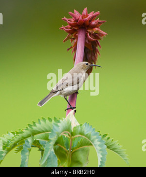 Femme Double-Collared Sud moindre Sunbird Chalcomitra chalybeus Banque D'Images