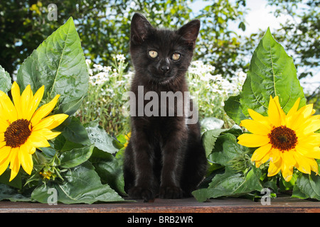 Chaton noir - assis entre tournesols Banque D'Images