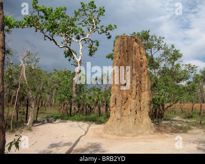 Un grand monticule de la termite spinifex (Nasutitermes triodiae) dans la région de Litchfield National Park, Territoire du Nord, Australie. Banque D'Images