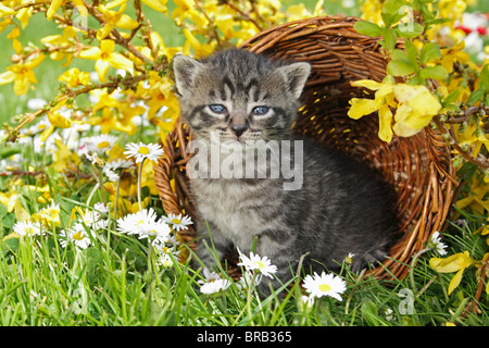 Tabby kitten - assis dans un panier Banque D'Images