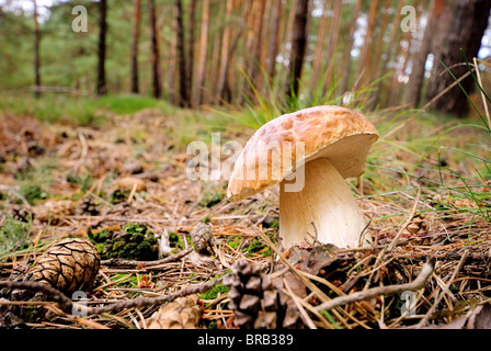 Steinpilz - cep 41 Banque D'Images