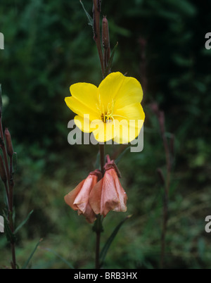 Plante vivace onagre (Oenothera macrocarpa) fleur complètement ouvert en fin d'après-midi Banque D'Images
