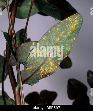 Euphorbia (rouille Melampsora euphorbiae) pustules sur plante ornementale Euphorbia dulcis quitte Banque D'Images