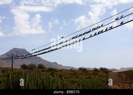 Pigeons sur une ligne de télégraphe près de Armenime dans Tenerife Espagne Europe Banque D'Images