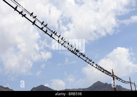 Pigeons sur une ligne de télégraphe près de Armenime dans Tenerife Espagne Europe Banque D'Images