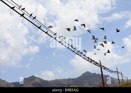 Pigeons sur une ligne de télégraphe près de Armenime dans Tenerife Espagne Europe Banque D'Images