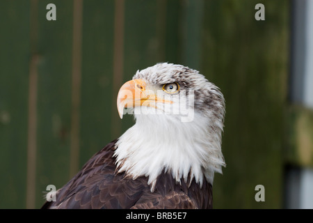 Oiseaux de proie Banque D'Images