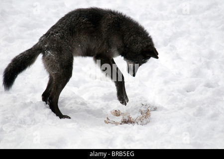 Loup gris-noir-phase canis lupus-hiver-Alaska-2008 Banque D'Images