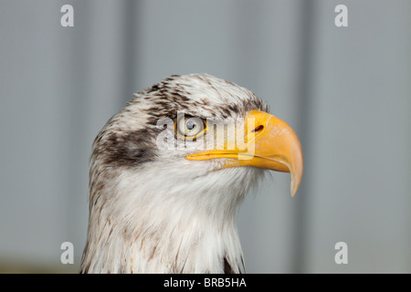 Oiseaux de proie Banque D'Images