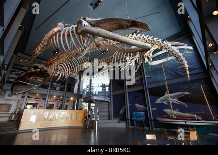 Des squelettes de baleines, New Bedford Whaling Museum, New Bedford, Massachusetts Banque D'Images