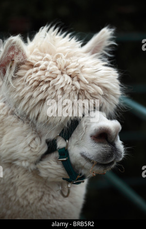 Gros plan d'un alpaga pris au Royal Bath and West Show, Shepton Mallet, Somerset, Angleterre, Royaume-Uni Banque D'Images