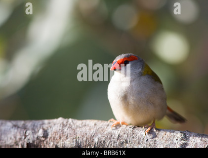 Sourcils rouges Firetail (Neochmia temporalis), NSW, Australie Banque D'Images