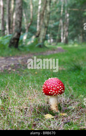 Amanita muscaria, voler dans un champignon agaric des bois anglais. Banque D'Images