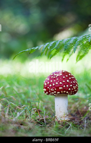 Amanita muscaria, voler des champignons agaric dans un bois. Banque D'Images