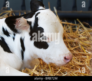 Le noir et blanc repéré jeune vache veau à Hay Banque D'Images