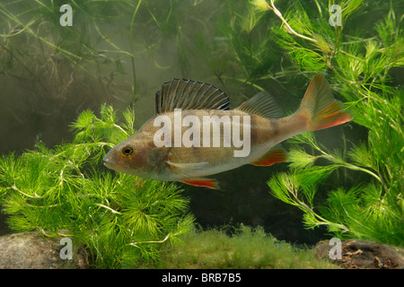 La perche, Perca fluviatilis, seul poisson dans l'eau, des Midlands, Septembre 2010 Banque D'Images