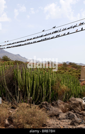 Pigeons sur une ligne de télégraphe près de Armenime dans Tenerife Espagne Europe Banque D'Images