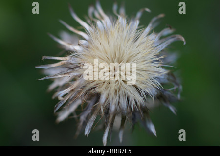 Une fleur à sec sur le fond vert Banque D'Images