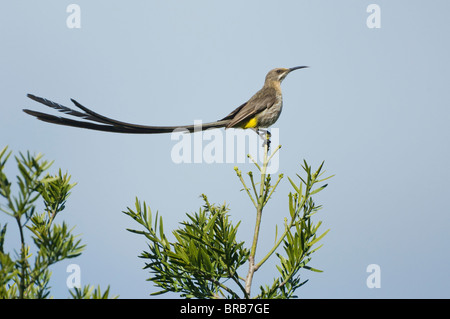 Cape Sugarbird Promerops cafer mâle Cape Town Afrique du Sud des jardins botaniques de Kirstenbosch Banque D'Images