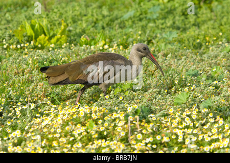 Ibis Bostrychia hagedash Hadeda Cape Town Afrique du Sud Banque D'Images