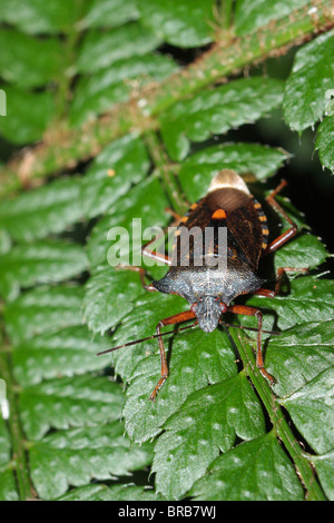 Protection des forêts Bug Banque D'Images
