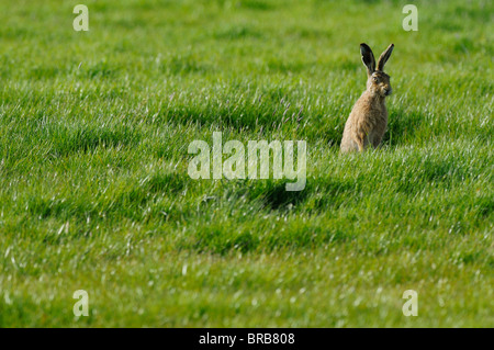 Lièvre européen, Lepus europaeus, assis dans l'herbe, les marais nord du Kent, Kent, Angleterre, mai Banque D'Images
