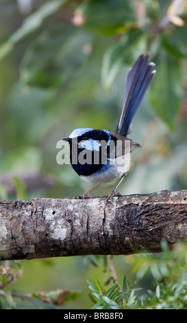 Mâle adulte bleu superbe Conte de Wren (Malurus cyaneus) en plumage nuptial, NSW, Australie Banque D'Images