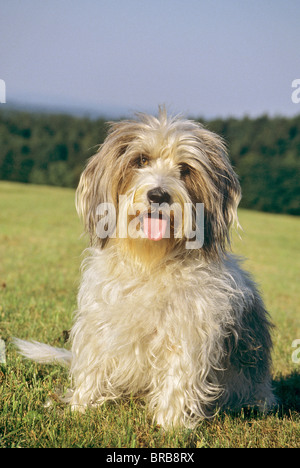 Petit Basset Griffon Vendéen chien - assis sur un pré Banque D'Images